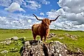 Supermoodle Cairistiona, Highland Cow. Image credit: Bryan Dearsley