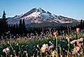Colorful summer wildflowers with Mount Hood in the background. 