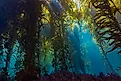 Underwater kelp forests are being threatened as temperatures begin to rise. Credit: Dmitry Demkin/ Shutterstock.com