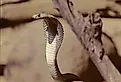 An Indian cobra (Naja naja)