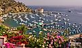 Flowers, harbor and Casino in town of Avalon, Santa Catalina Island. Editorial credit: Rob Crandall / Shutterstock.com