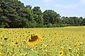 Sunflower field in McCormick, South Carolina, along the Savannah River Scenic Byway.