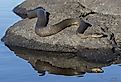 Northern Water Snake (Nerodia sipedon) basking on a rock in summer.