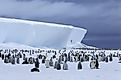 A massive colony of emperor penguins in Antarctica.