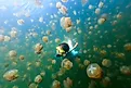 A woman snorkelling in the Jellyfish Lake in Palau.