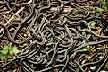 A swarm of red-sided garter snakes (thamnophis sirtalis parietalis)