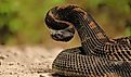 Gorgeous Timber Rattlesnake Black Phase.