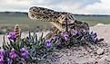 Closeup of a Prairie Rattlesnake.