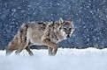 Grey wolf ( Canis lupus ) close up. Credit: Piotr Krzeslak / Shutterstock
