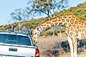 Fossil Rim Wildlife Center, a wildlife park in Somervell County, Texas, USA.