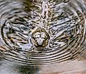 Northern Water Snake Sticking his Head out of the Water. 