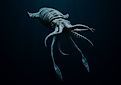 A giant squid illustration.