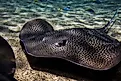 A wonderful shot of freshwater stingray fish