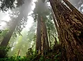 Foggy Light in the Redwoods at Del Norte Coast Redwoods State Park, Redwoods National Park, California. 