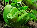 Green tree python (Morelia viridis)