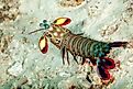 Unleash the power of the peacock mantis shrimp. Image credit: Gerald Robert Fischer - Shutterstock.