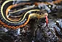 A beautiful Eastern gartersnake.