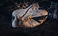 Portrait of a Gaboon viper (Credit: James Arup via Shutterstock)
