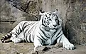 A white tiger lying on a rock.