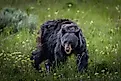 A big black bear in Yellowstone National Park