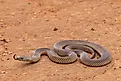 A mulga snake (Pseudechis australis)