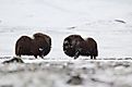 Musk-ox pair in winter in Norge, Dovrefjell Nation Park. Via Shutterstock / Zoltan Katona.