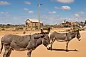 Two donkeys in Silverton, New South Wales, with Wesleyan Methodist Church in the background.