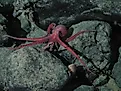 Benthoctopus and a clam near the summit of Davidson Seamount, 1,461 m (4,793 ft) deep.