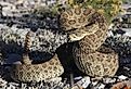 Prairie rattlesnake in strike pose.