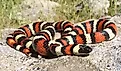 California Mountain Kingsnake, Lampropeltis zonata (multicincta), in its rocky mountain habitat.