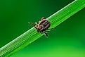 tick on grass