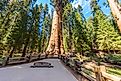 General Sherman Tree - the largest tree on Earth