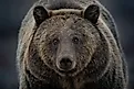 A close up of a grizzly bear