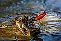 Signal crayfish, Pacifastacus leniusculus. 