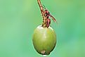 Paper wasp