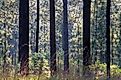 DeSoto National Forest in Mississippi.