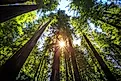 Sunset Between the Trees in the Founders Redwood Grove in Humboldt Redwoods State Park, California