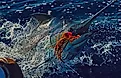 Big marlin catch
