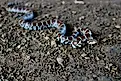 Eastern milksnake (Lampropeltis triangulum).