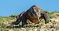 A wild Komodo dragon (Varanus komodoensis) in Indonesia. (Credit: Sergey Uryadnikov via Shutterstock)