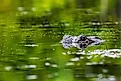 American alligators are abundant in Alabama