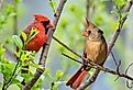 Northern Cardinal Pair with bright spring green habitat.