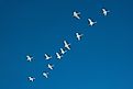 Migrating flock of white swans flying in blue sky.