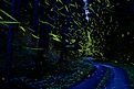 Fireflies light up a forest in Japan.