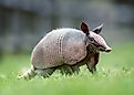An armadillo