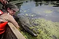 A USFWS employee holding an alligator gar beside a boat.