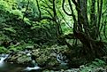 Japan has its own unique ecoregions due to the relative isolation of the country from mainland Asia.