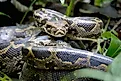 A Burmese python in a lake in the Florida Everglades.
