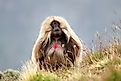 A gelada (Theropithecus gelada)
