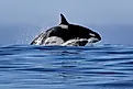 An orca (Orcinus orca)